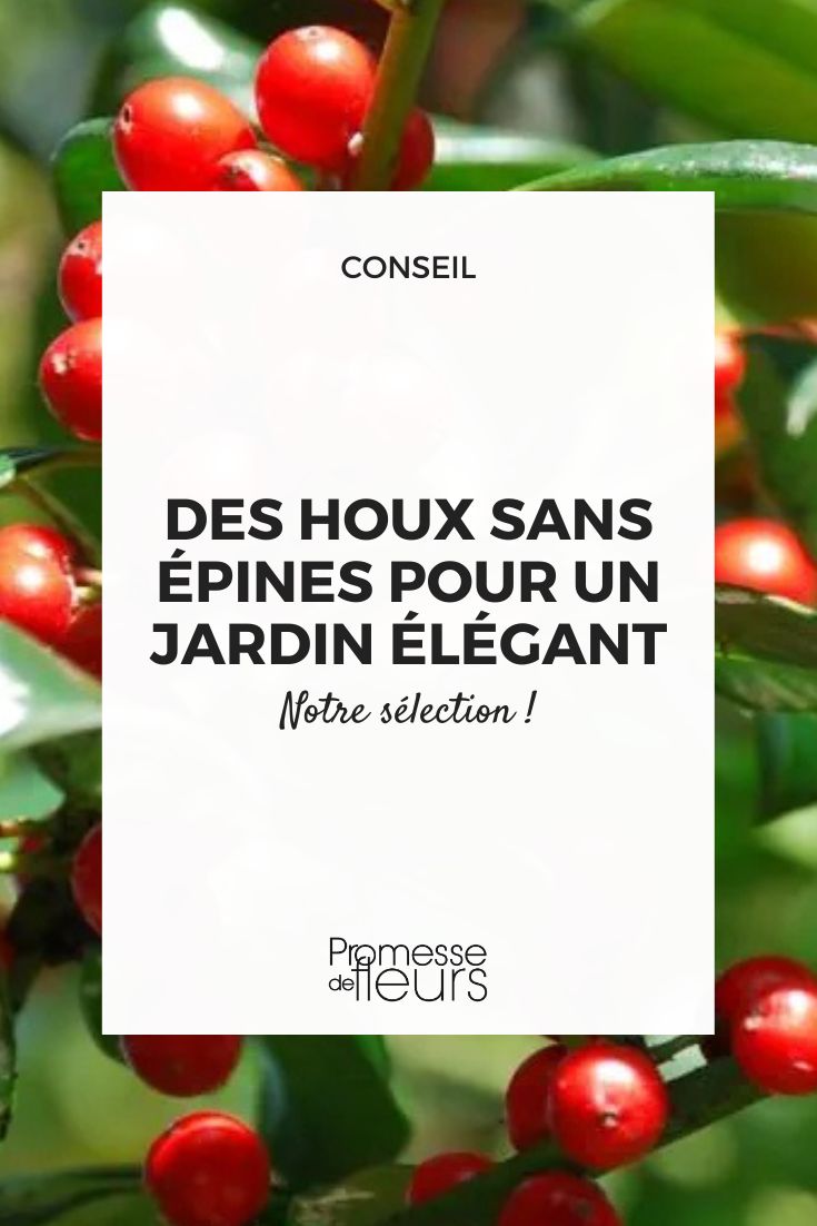 Houx sans épines nos variétés pour un jardin élégant et accessible Ilex verticillata