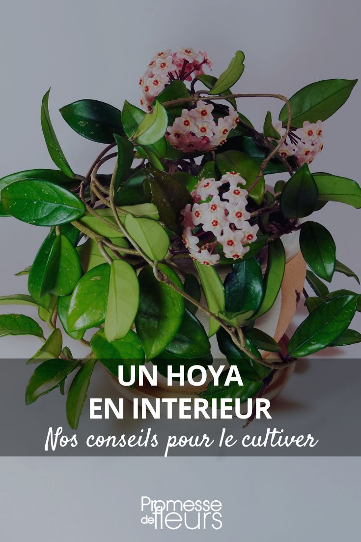 Hoya tous nos conseils pour l’entretien au fil des saisons (2) Fleshy Hoya