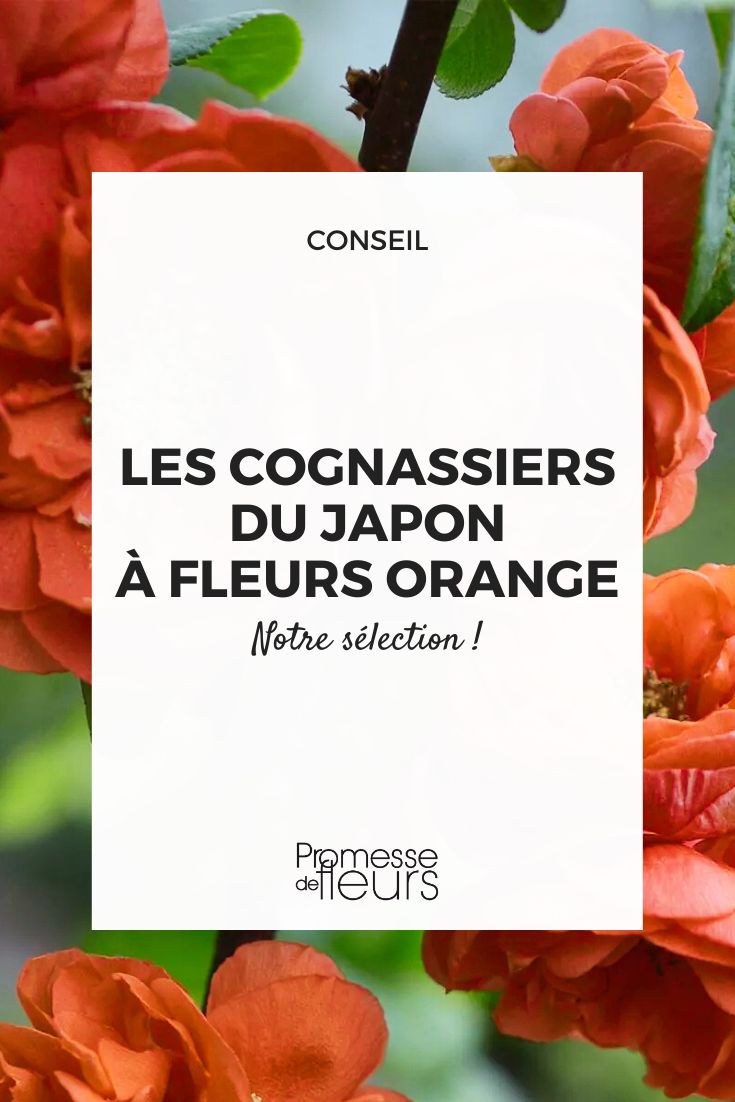 Les cognassiers du Japon à fleurs orange pour un jardin plein de vie en fin d'hiver Chaenomeles