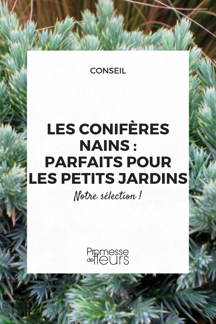 Les conifères nains parfaits pour les petits jardins des petits conifères pour petit jardin