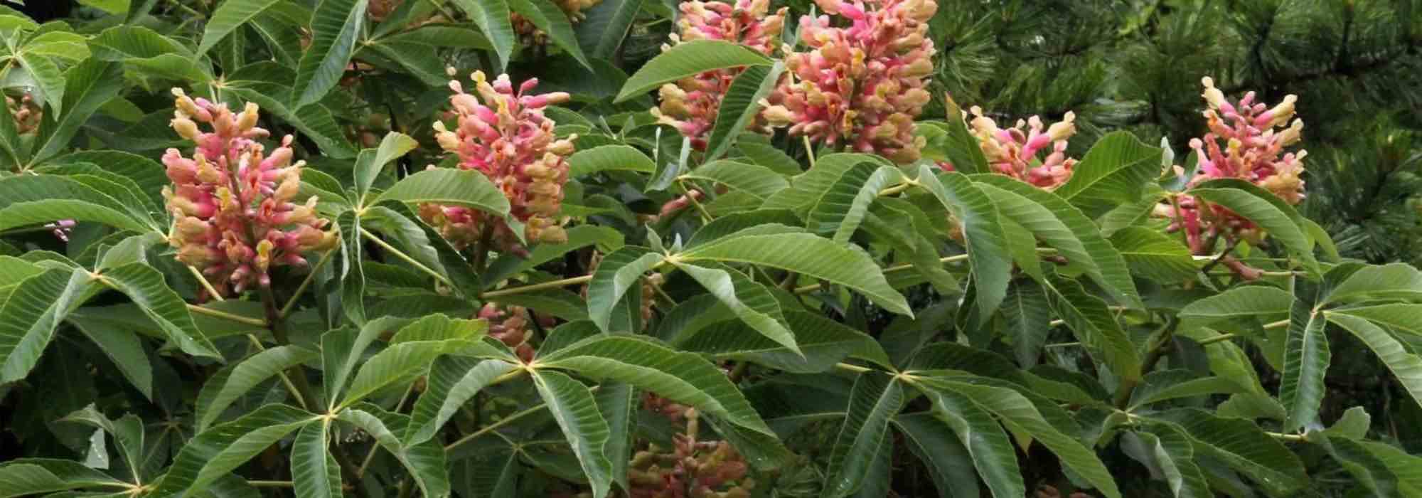 Comment choisir un marronnier adapté à votre jardin ?
