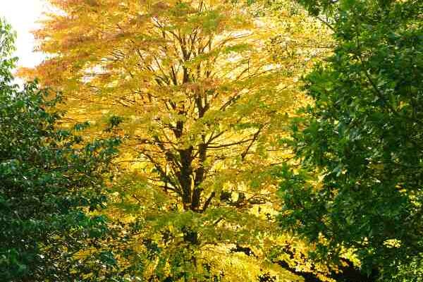 Comment multiplier l'Arbre à caramel ?