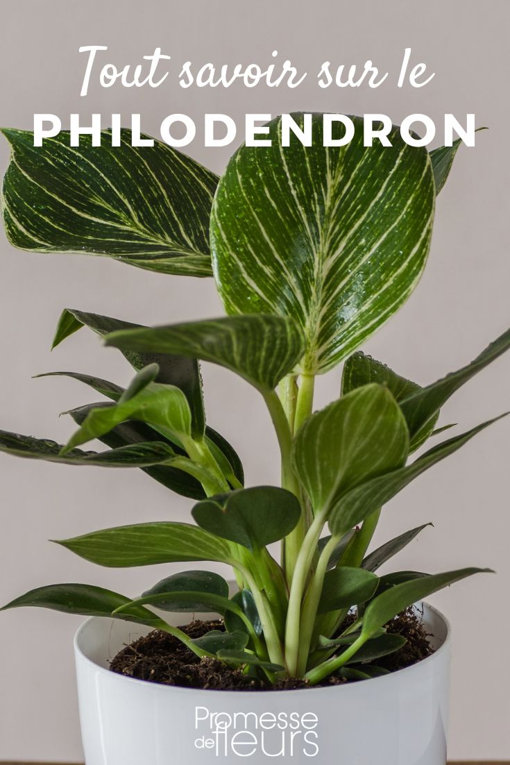 Philodendron tout savoir sur le Philodendron