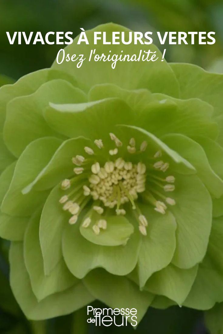 Vivaces à fleurs vertes osez l'originalité ! hellebore oriental