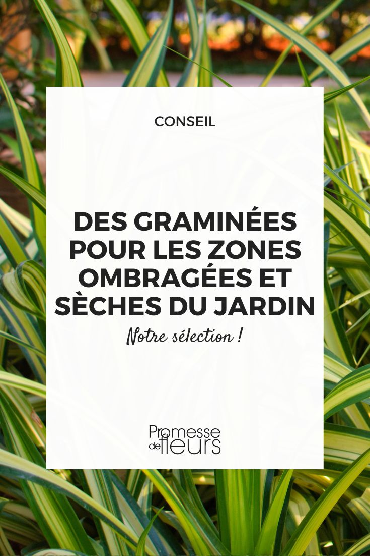 Zones ombragées et sèches installez des graminées pour les égayer ! Carex 'Evergold'