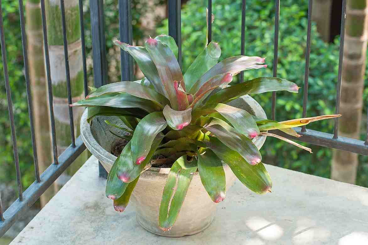 Aechmea im Topf kultivieren