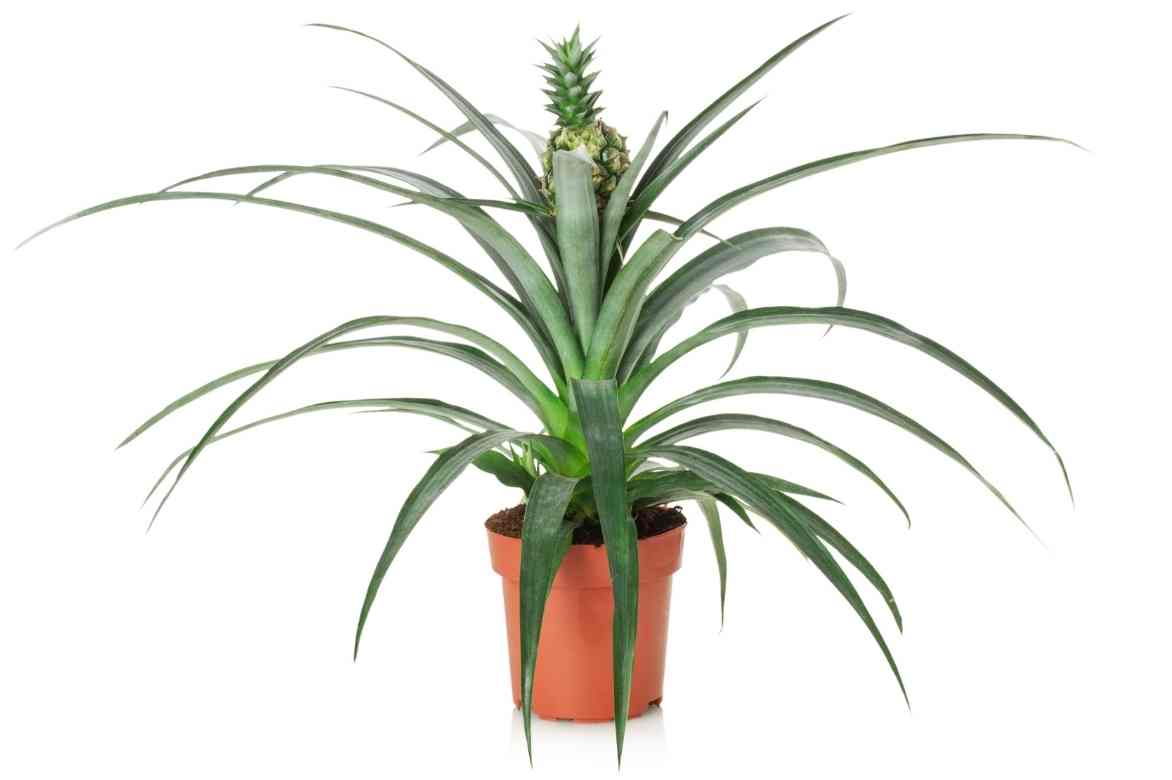 Ananas Pflege