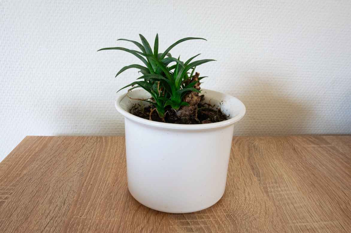 Ananas Pflanze Vermehrung