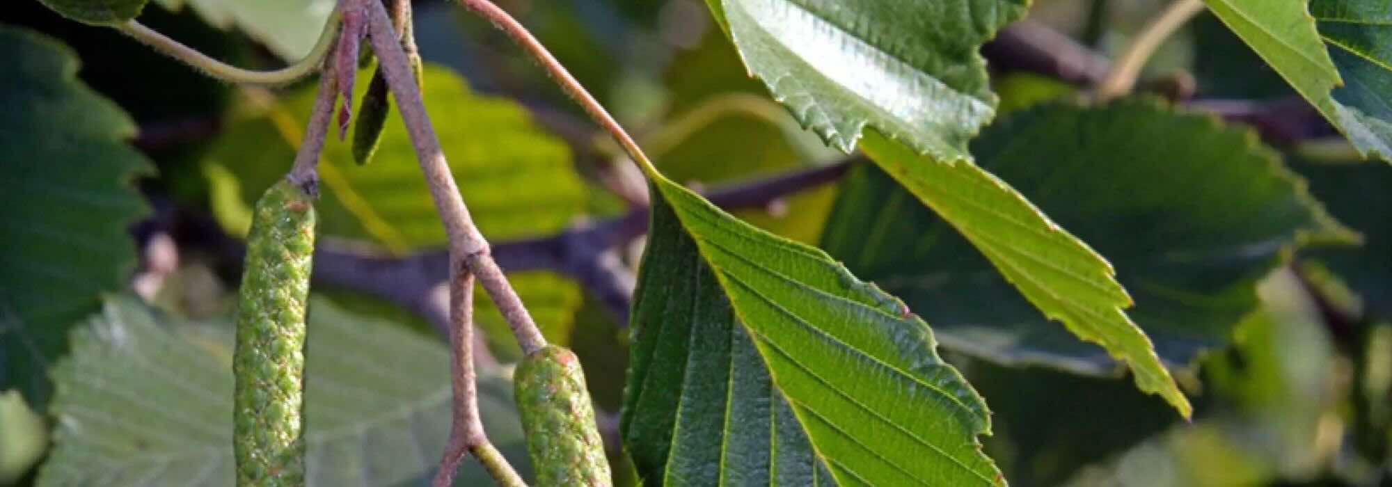 Comment choisir un aulne : trouver l’arbre idéal pour votre jardin