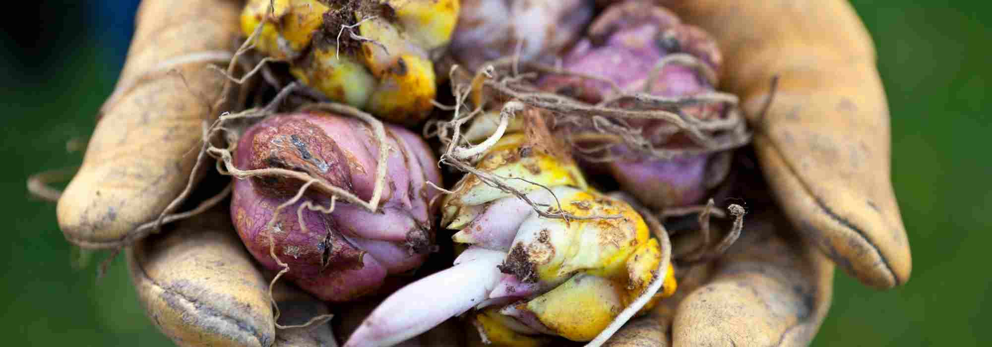 Les 7 bulbes de printemps à fleurs pourpres à adopter au jardin