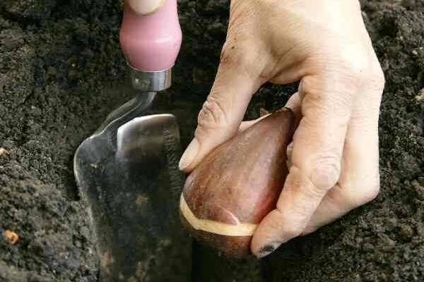 Comment planter les bulbes de printemps en pleine terre ? 