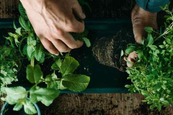 Comment planter les plantes aromatiques au jardin ?
