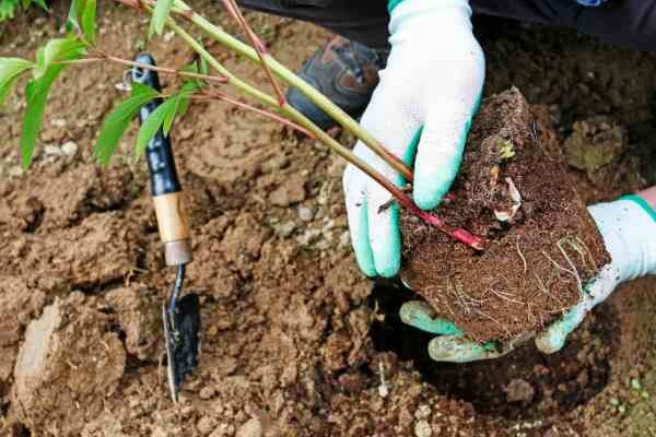 Comment planter une plante vivace ?