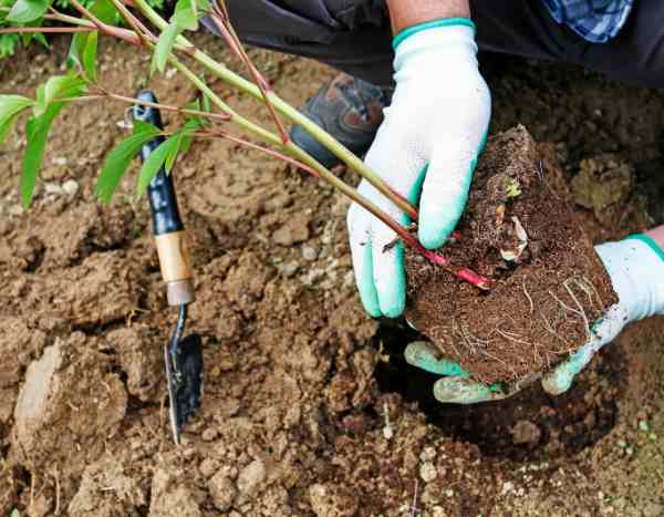 Comment planter une plante vivace ?