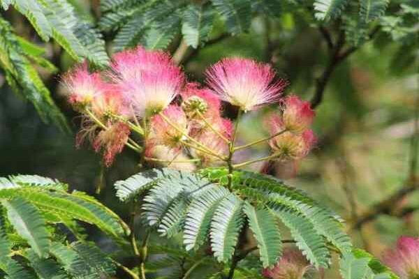 Comment rajeunir un vieil albizia ou arbre à soie ?