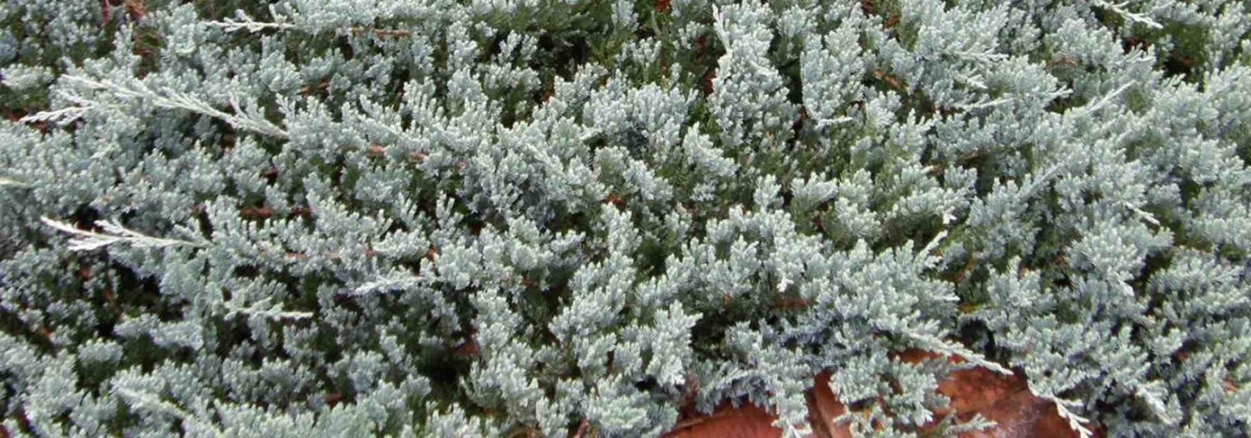 Les conifères nains : parfaits pour les petits jardins