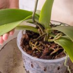 L'entretien des orchidées Phalaenopsis au fil des saisons