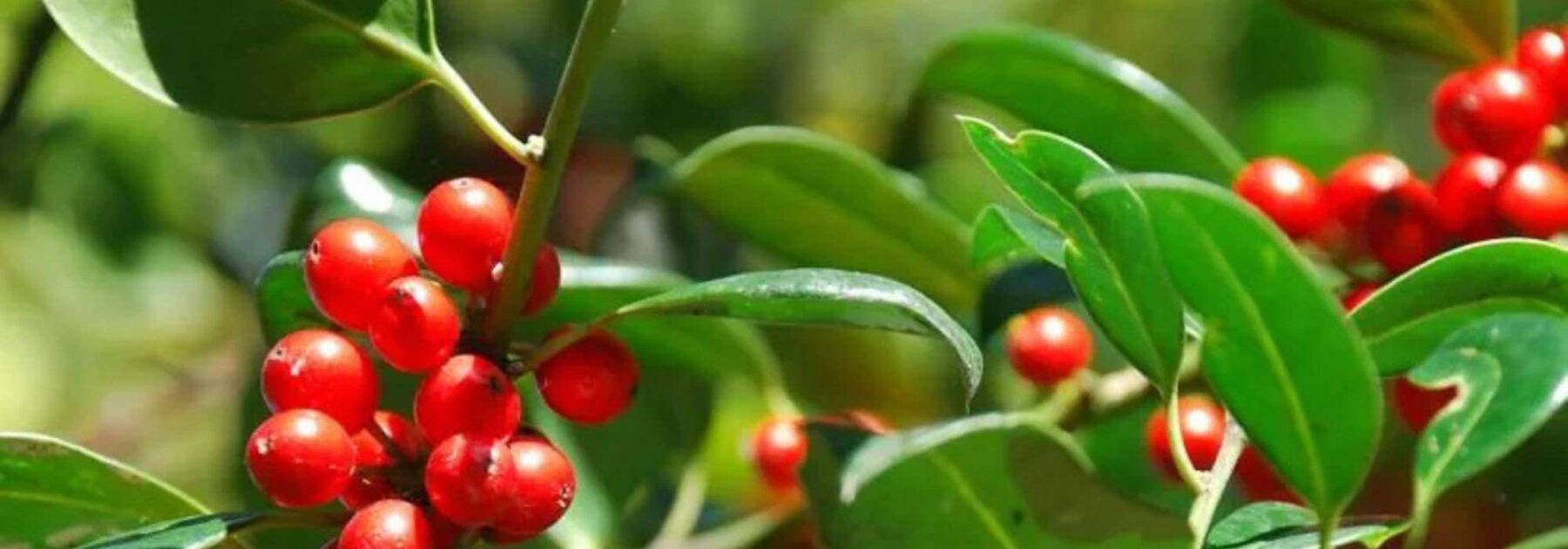 Houx sans épines : nos variétés pour un jardin élégant et accessible