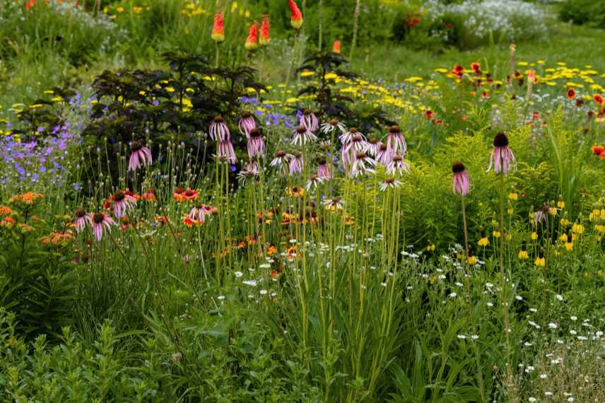 interet achillee jardins sec mediterraneen prairie naturaliste