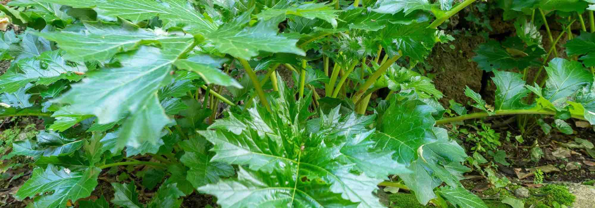 Maladies et parasites de l’acanthe