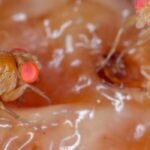 Mouche asiatique : quel est ce redoutable ravageur des fruitiers ?