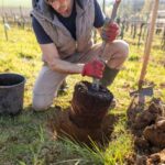 Comment planter un arbre ?