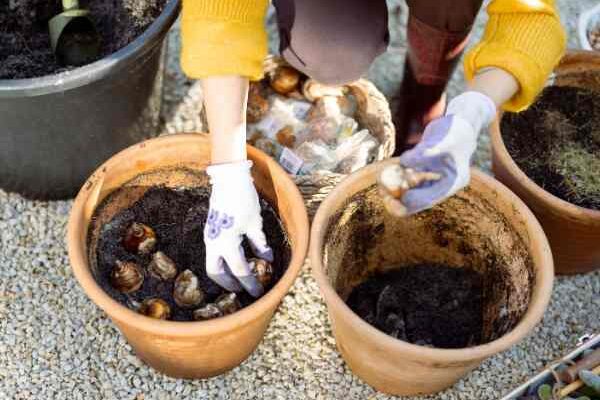 Comment planter les bulbes de printemps en pot ou en jardinière ?