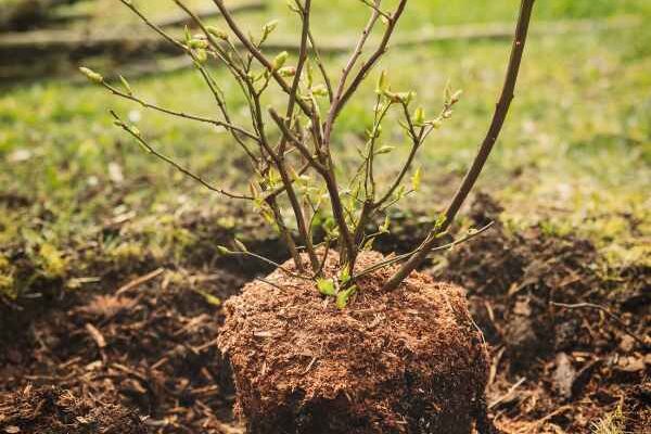 Comment planter un arbuste ?