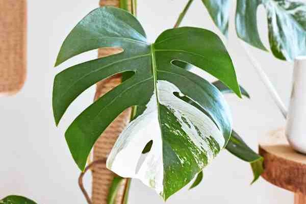 Quand les feuilles perdent leur couleur : le monde des plantes albinos