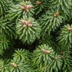 Sapins : découvrez les atouts des différentes variétés