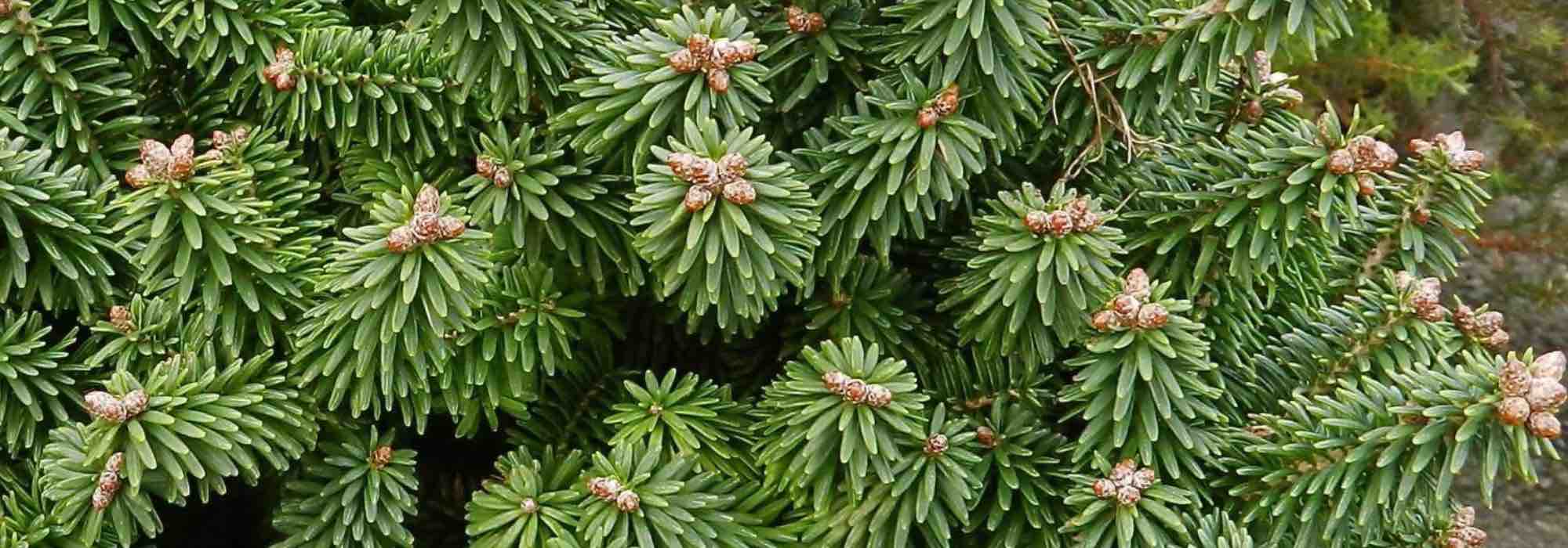 Sapins : découvrez les atouts des différentes variétés