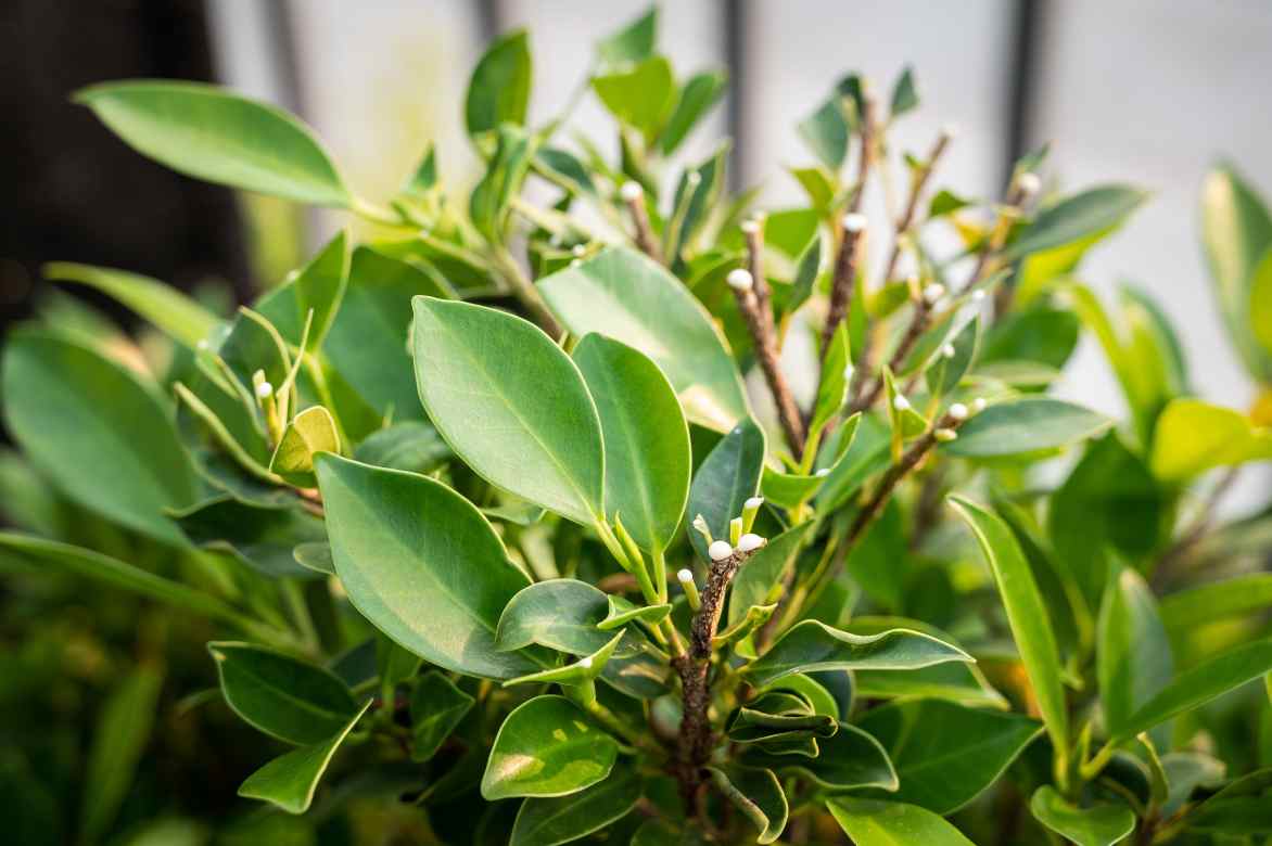 ficus seve