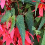 Maladies et parasites des Bégonias d’intérieur