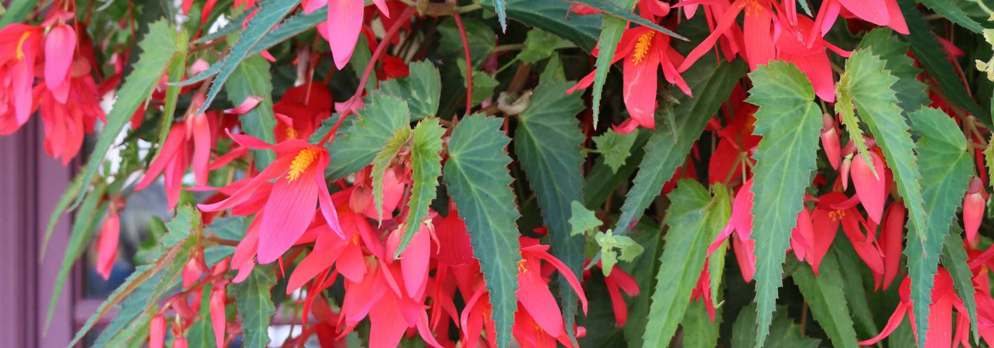 Maladies et parasites des Bégonias d’intérieur