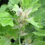 Comment reconnaître le Chénopode et s'en débarrasser au jardin ?