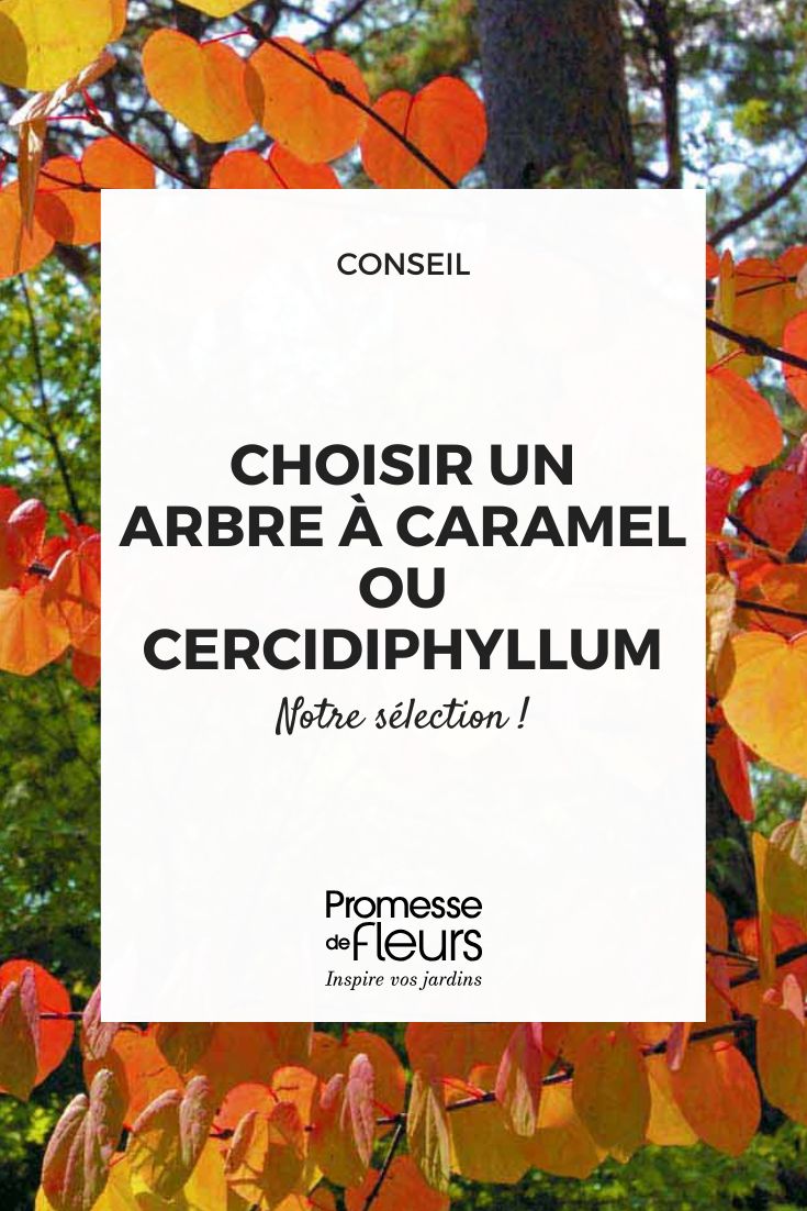 arbre à caramel