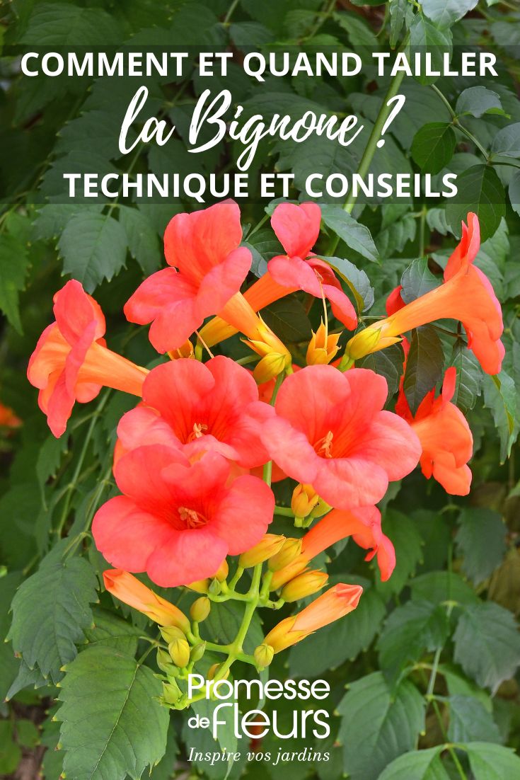 campsis