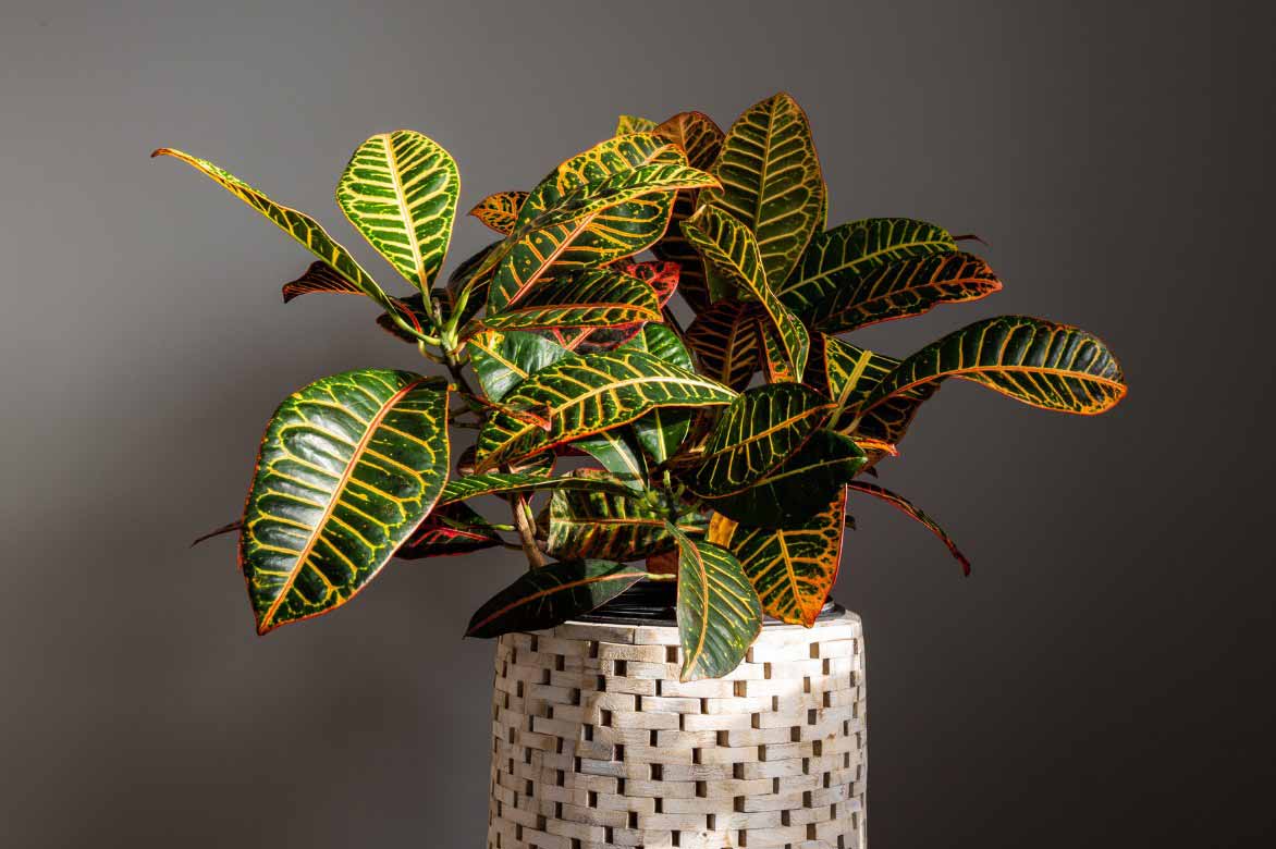 Kroton pflegen, Codiaeum Variegatum