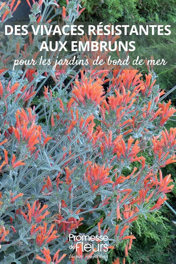 Des vivaces résistantes aux embruns pour jardins de bord de mer Dicliptera suberecta