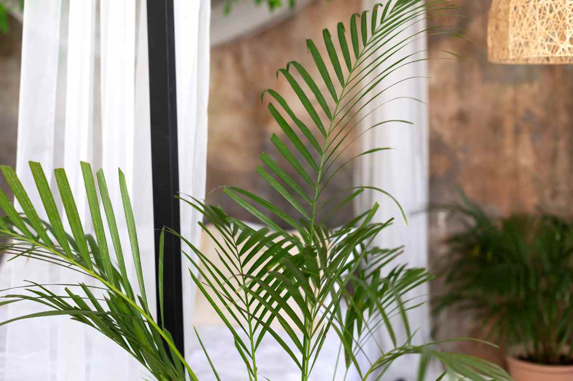 Zimmerpalme Areca Dypsis