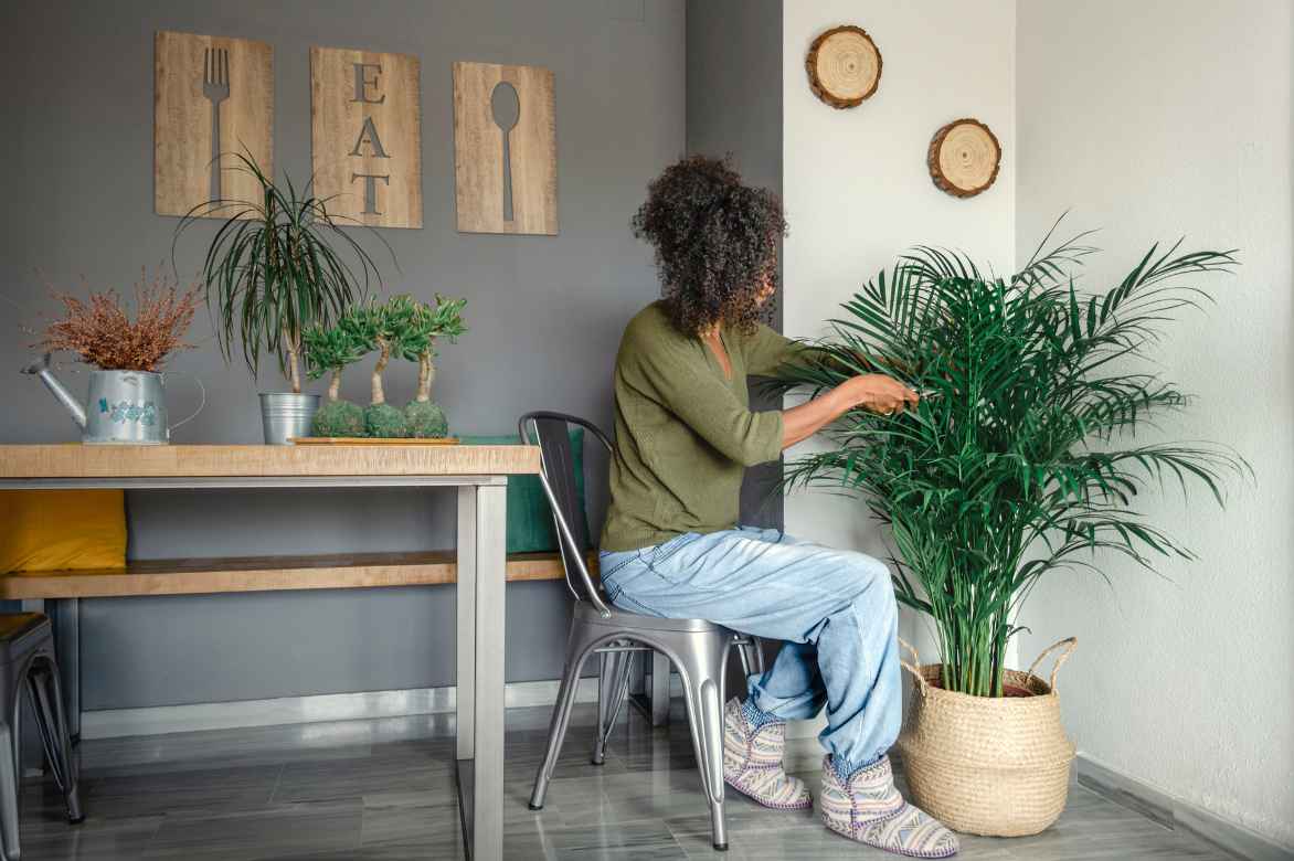 Dypsis reinigen und pflegen