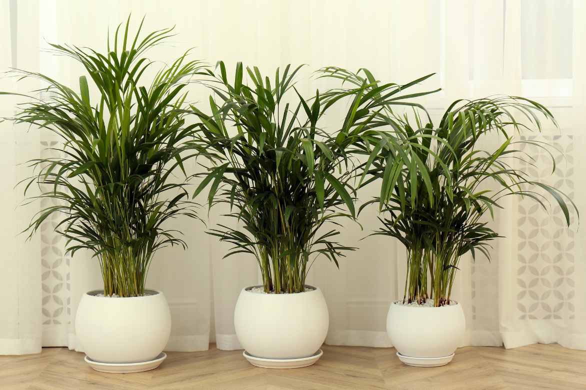 Dypsis Pflegetipps