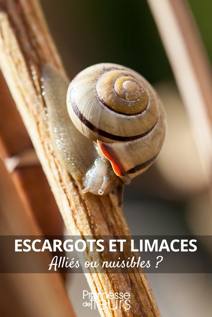 Escargots et limaces au jardin alliés ou nuisibles (1) escargot de jardin