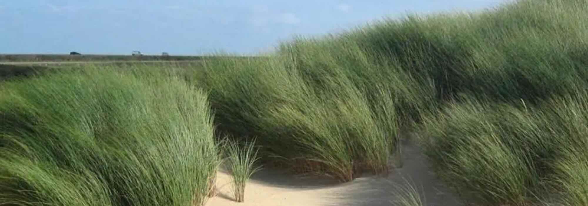 Quelles graminées choisir pour un sol sableux ?