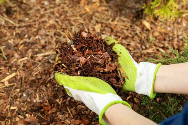Jardinage débutant : pailler son jardin en 5 étapes faciles
