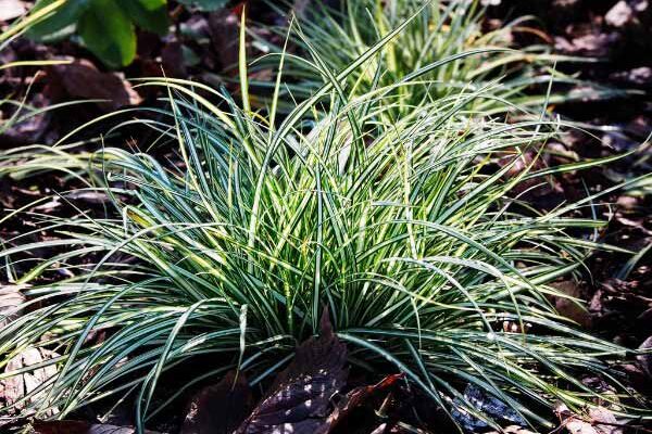 Comment multiplier les carex ?