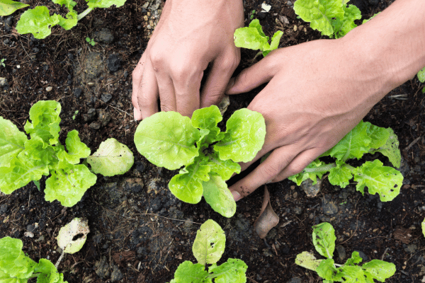 Je viens de recevoir ma commande de plants potagers en minimottes : que faire ?