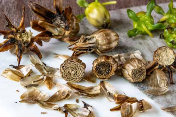 Comment semer les dahlias ?