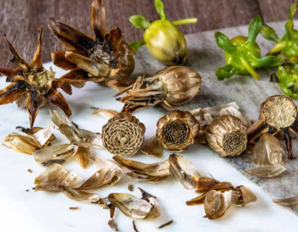 Comment semer les dahlias ?