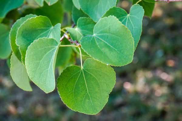 Cercidiphyllum, Arbre à caramel : comment le tailler ?